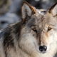 A gray wolf in Yellowstone National Park.